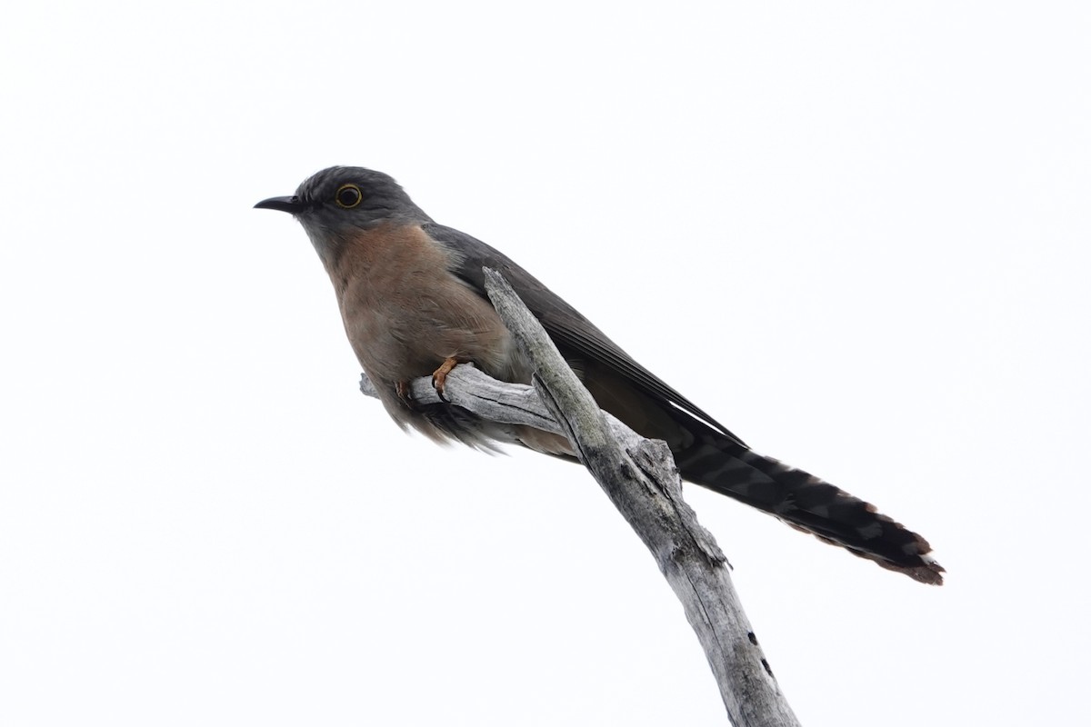 Fan-tailed Cuckoo - ML644692544