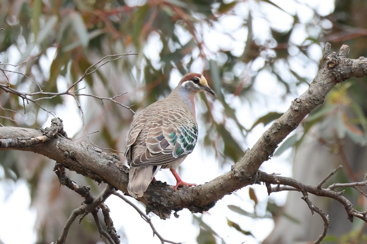 Common Bronzewing - ML644692545