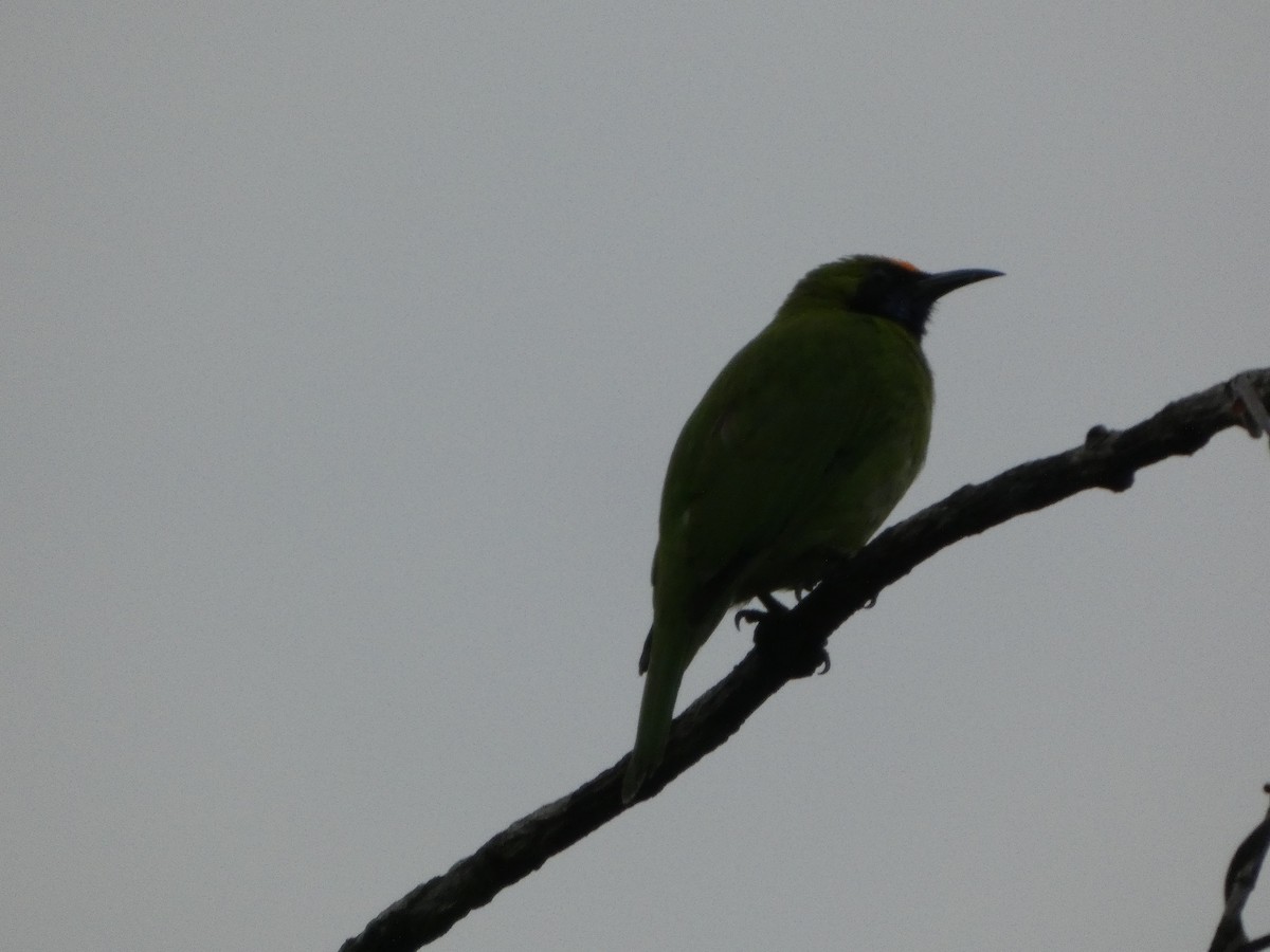 Golden-fronted Leafbird - ML644692547