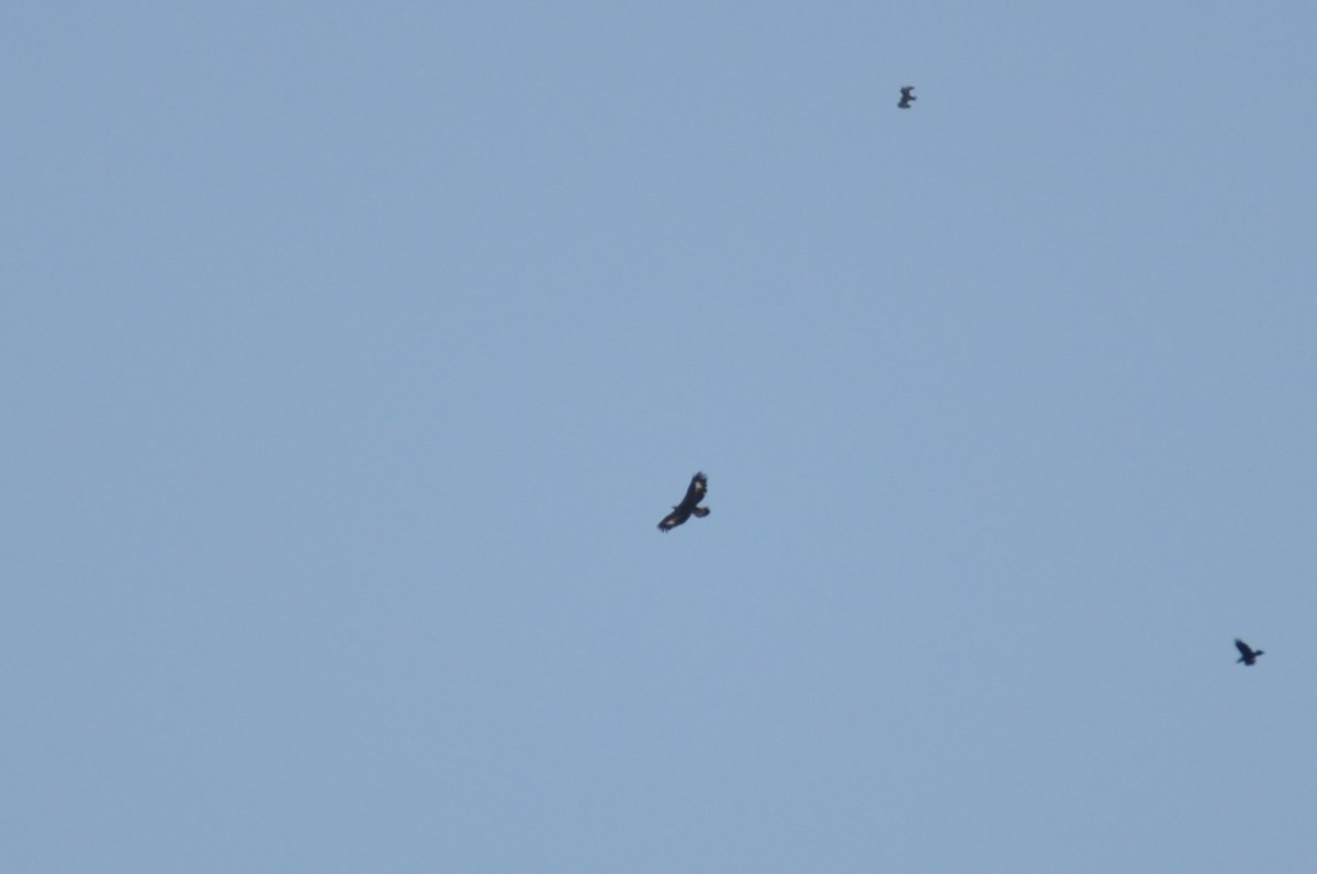 Águila Real - ML644692549