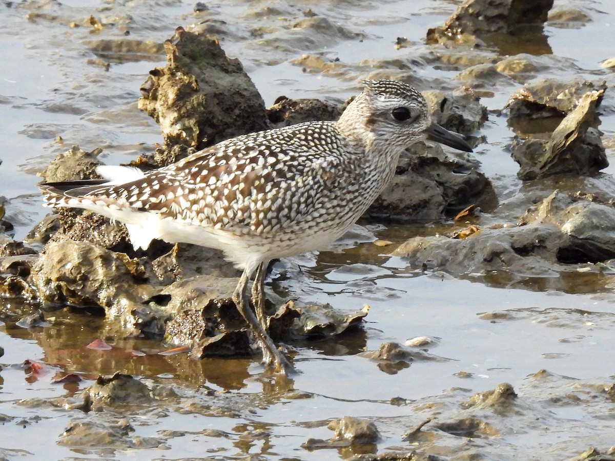 ダイゼン - ML644692550