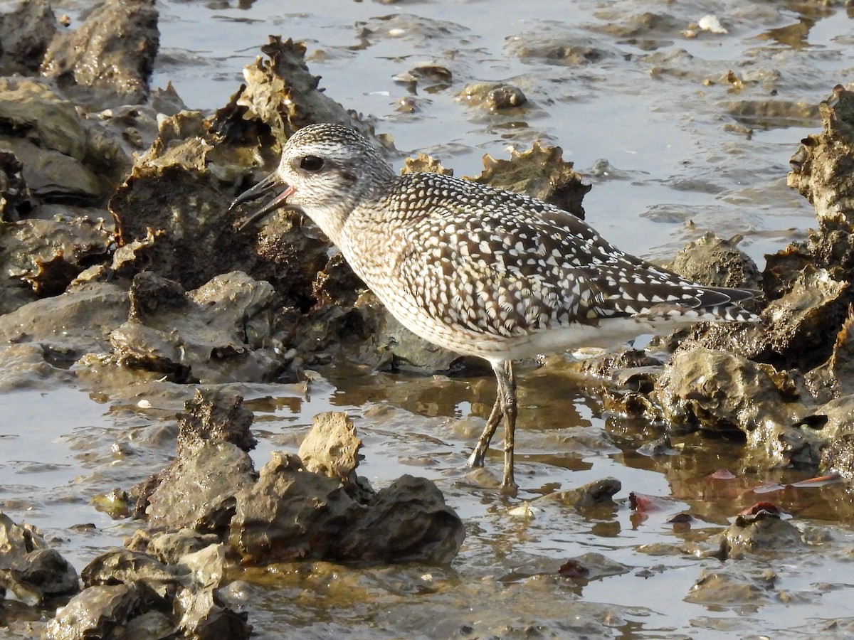 ダイゼン - ML644692551