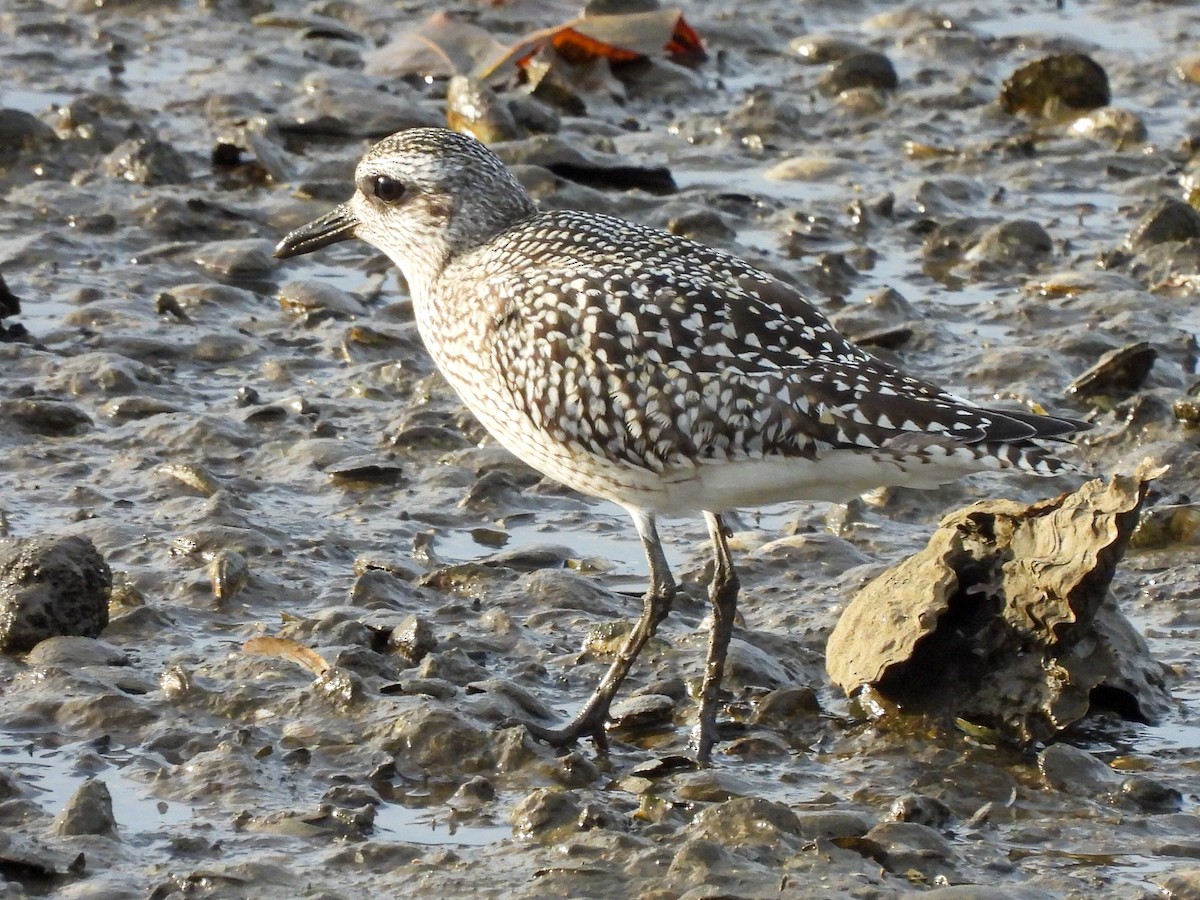 ダイゼン - ML644692552