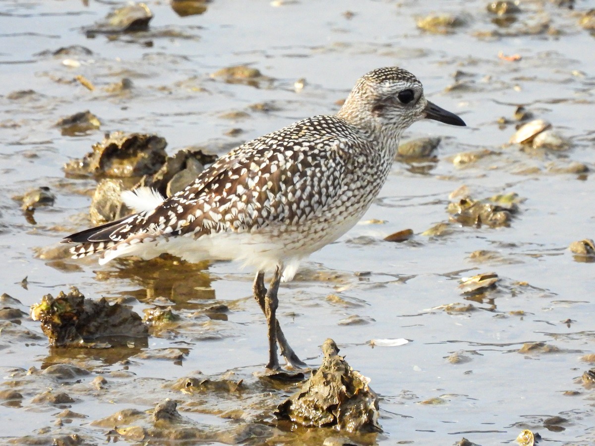 ダイゼン - ML644692553