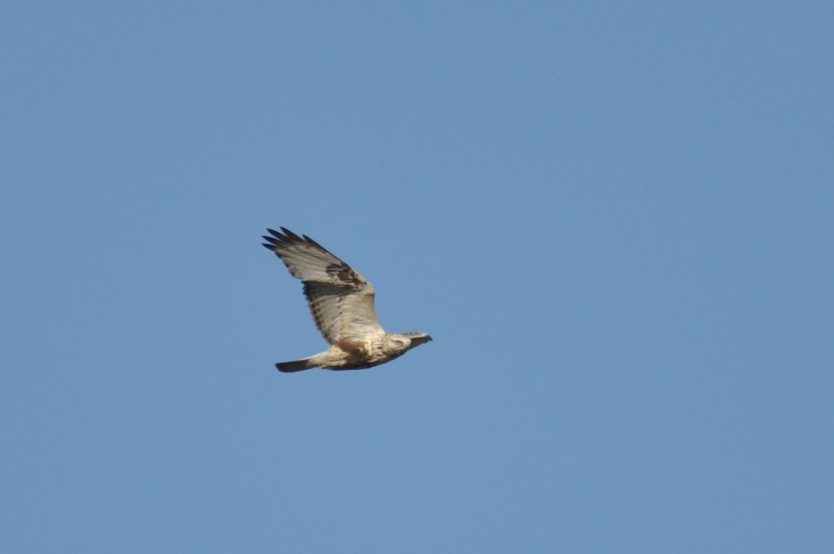 Busardo Calzado - ML644692562