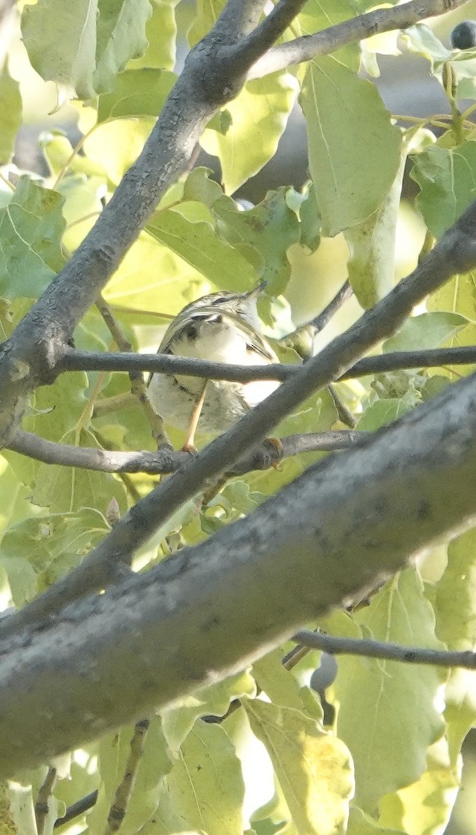 メボソムシクイ属 - ML644692569