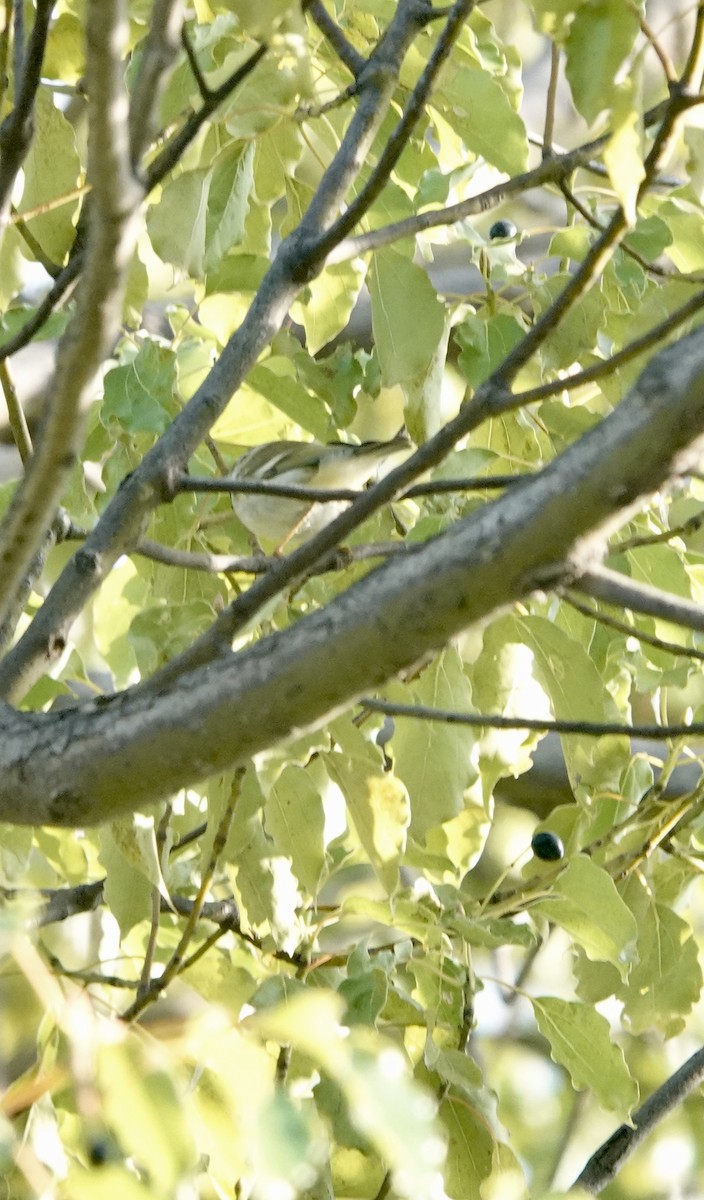 メボソムシクイ属 - ML644692570