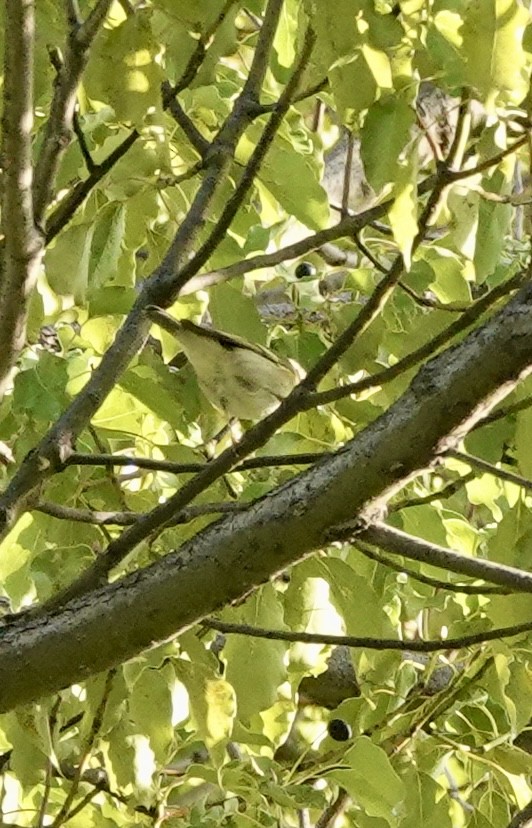 メボソムシクイ属 - ML644692571