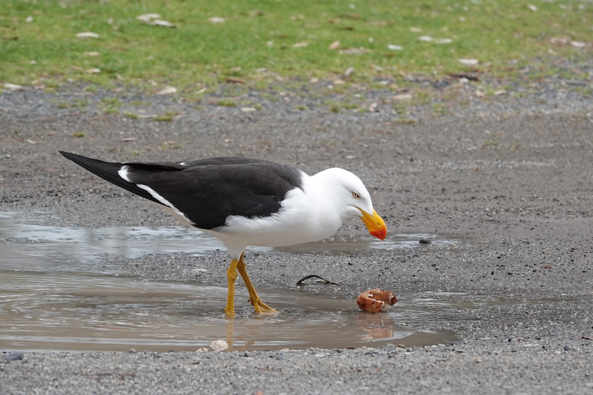 Pacific Gull - ML644692572