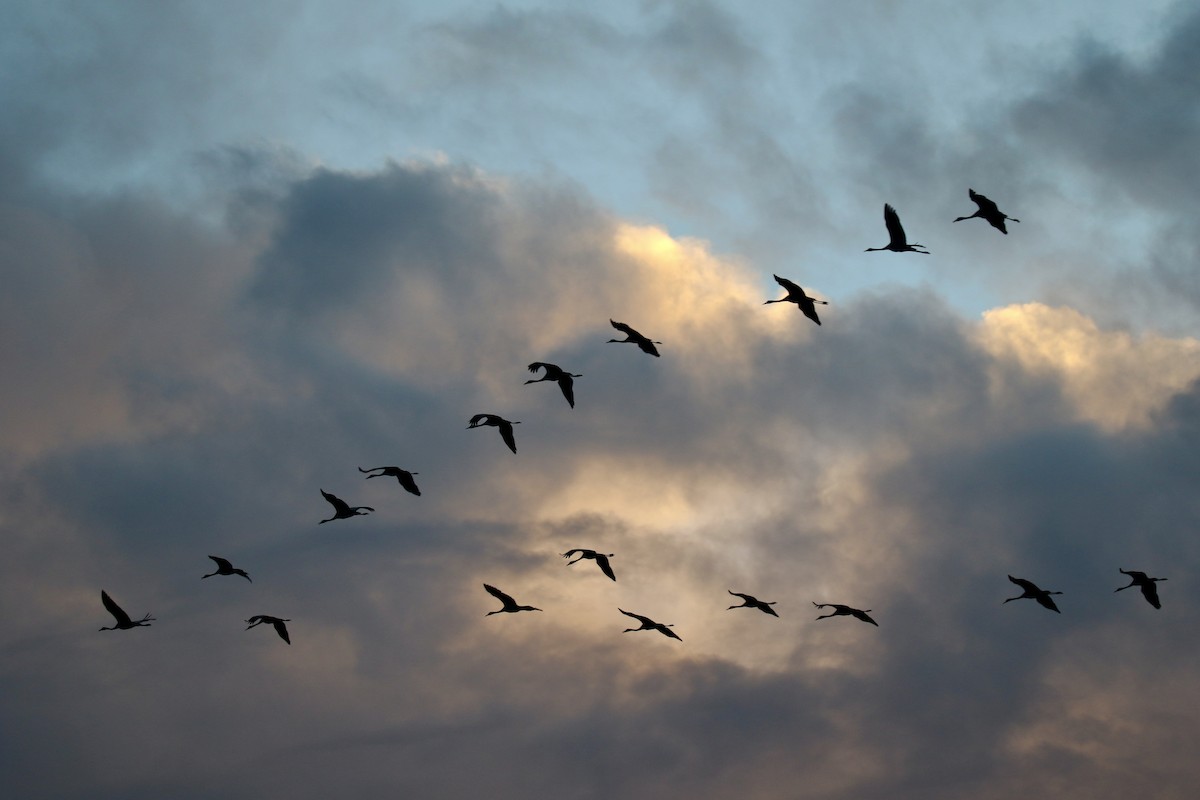 灰鶴 - ML644692574