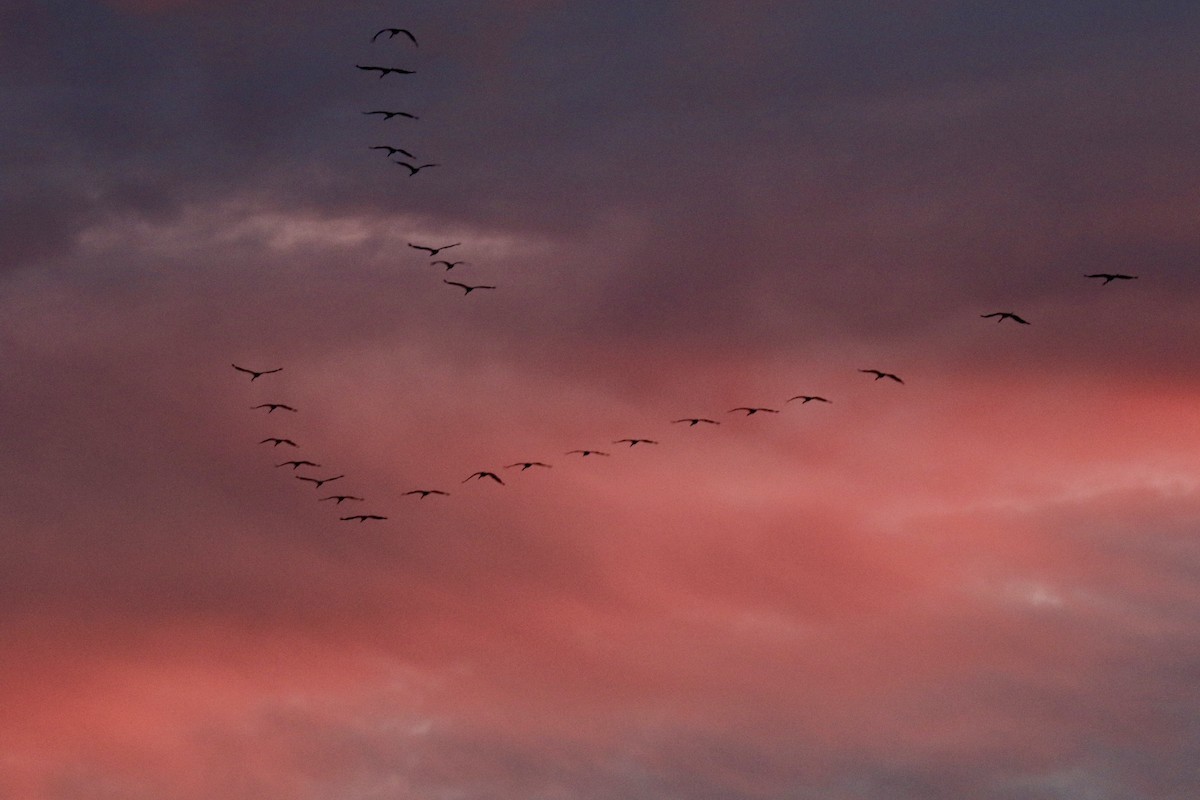 灰鶴 - ML644692575