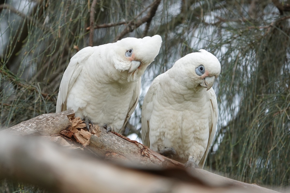 Little Corella - ML644692576