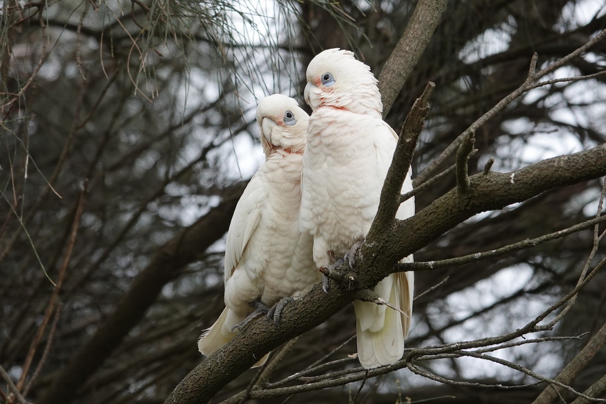 Little Corella - ML644692577