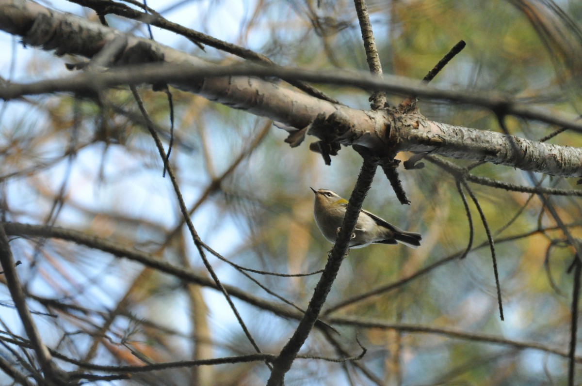 Reyezuelo Listado - ML644692585