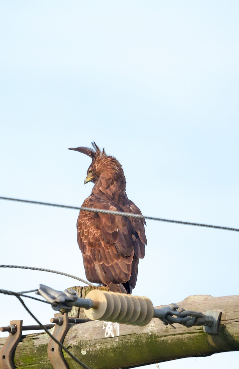 Long-crested Eagle - ML644692587