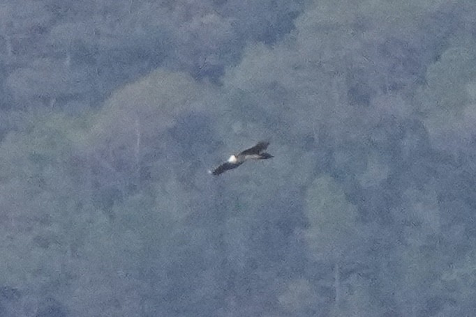 Bearded Vulture - ML644692592