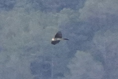 Bearded Vulture - ML644692593