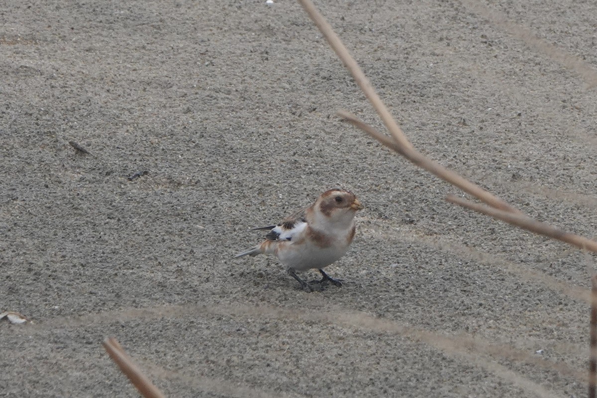 雪鵐 - ML644692594