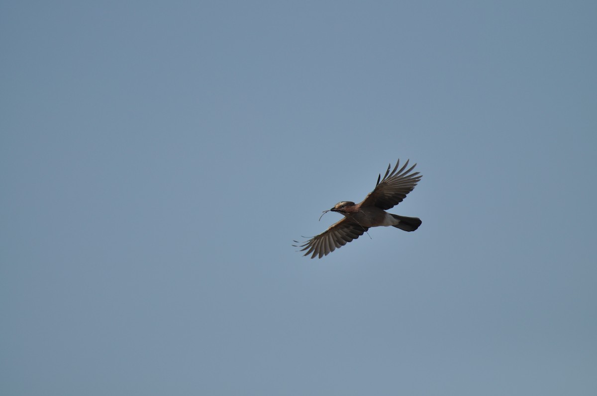 Arrendajo Euroasiático - ML644692596