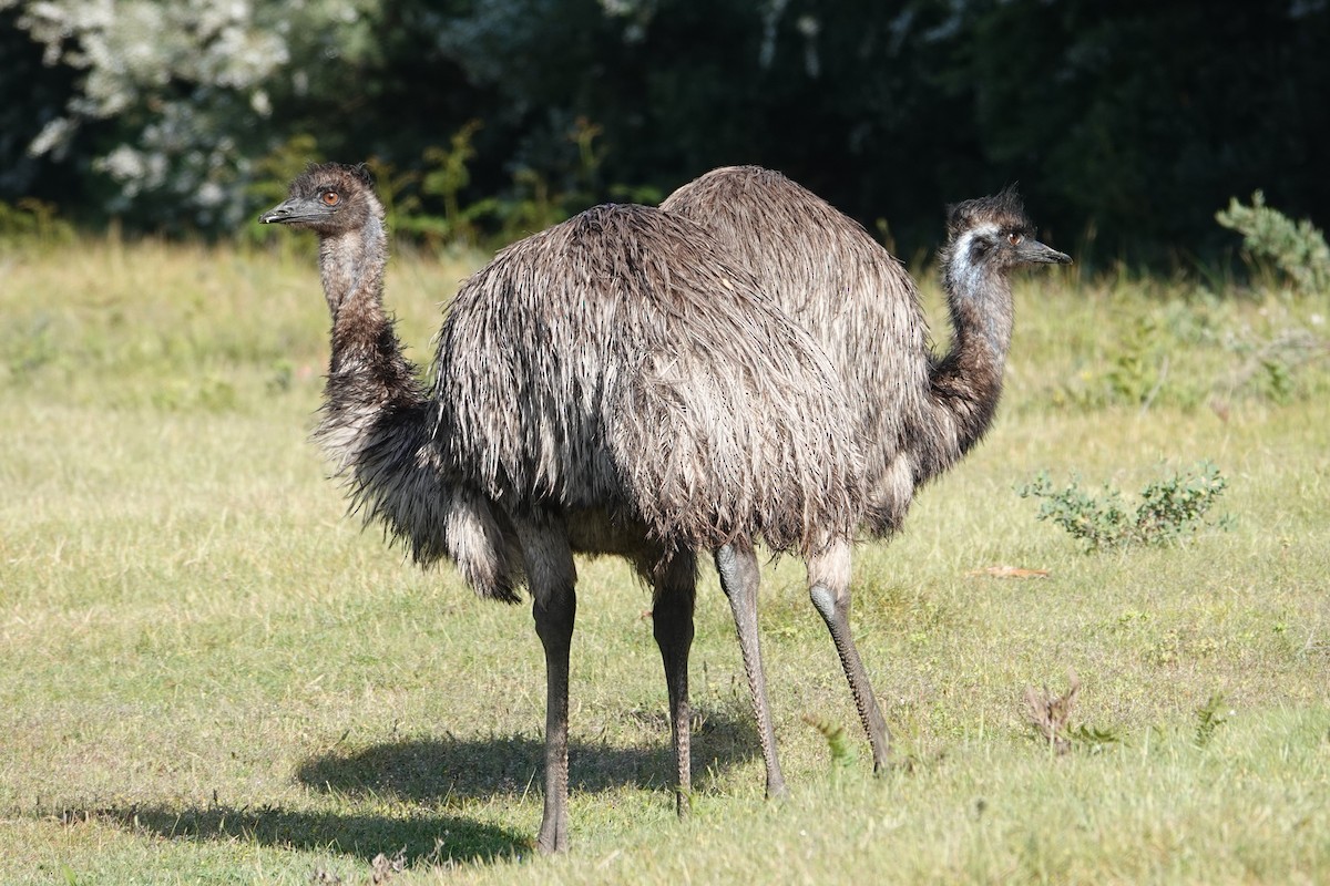 Emu - ML644692597