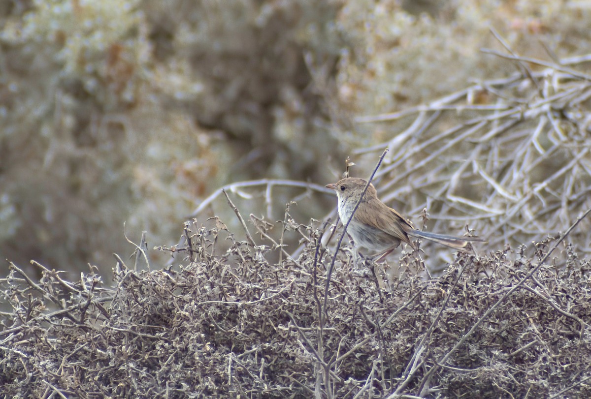 ハジロオーストラリアムシクイ - ML644692598