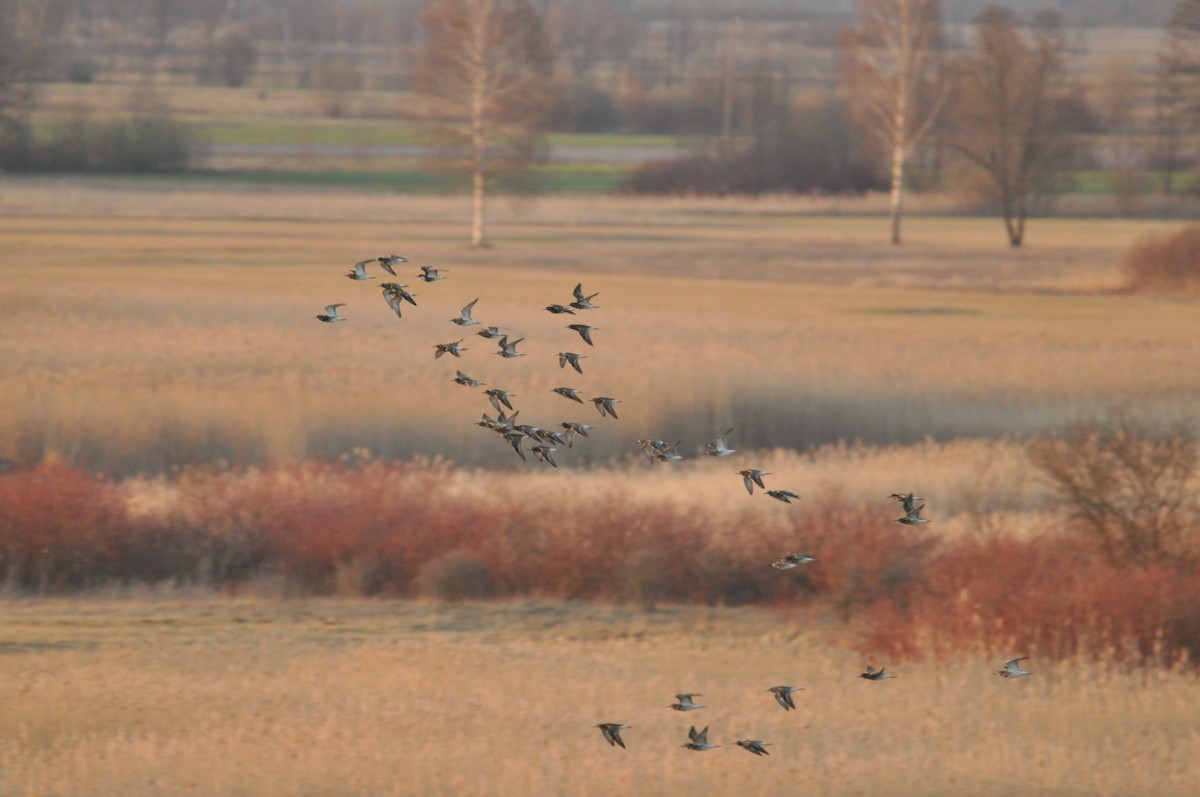 Combatiente - ML644692599