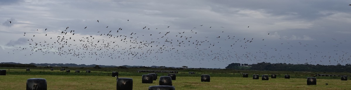 Straw-necked Ibis - ML644692602