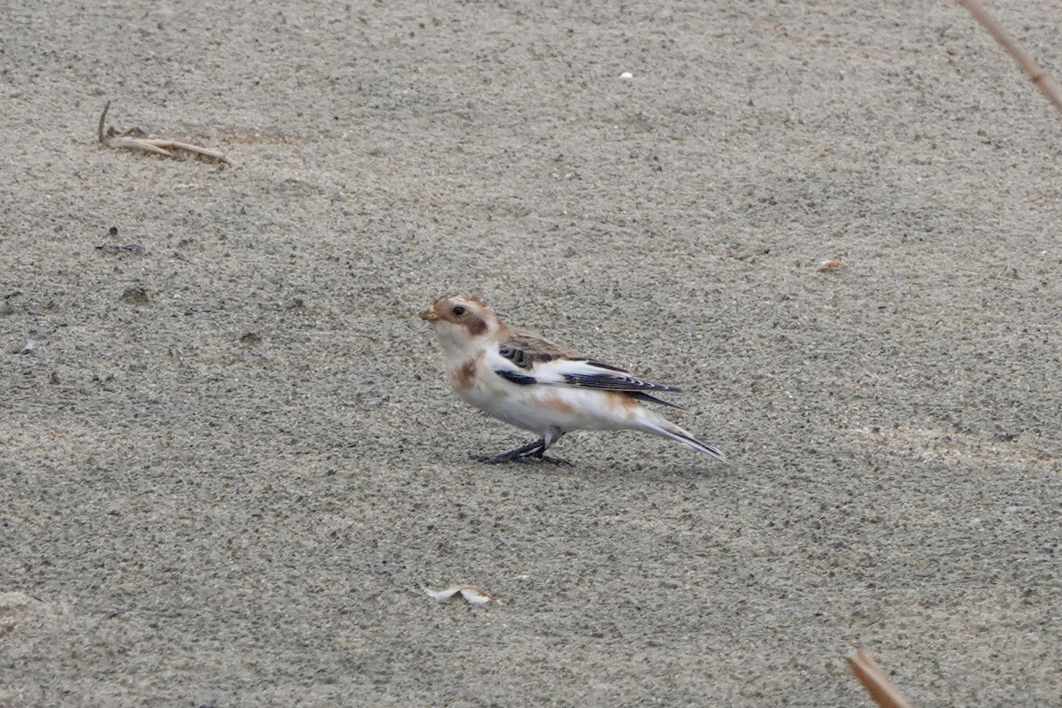 雪鵐 - ML644692604