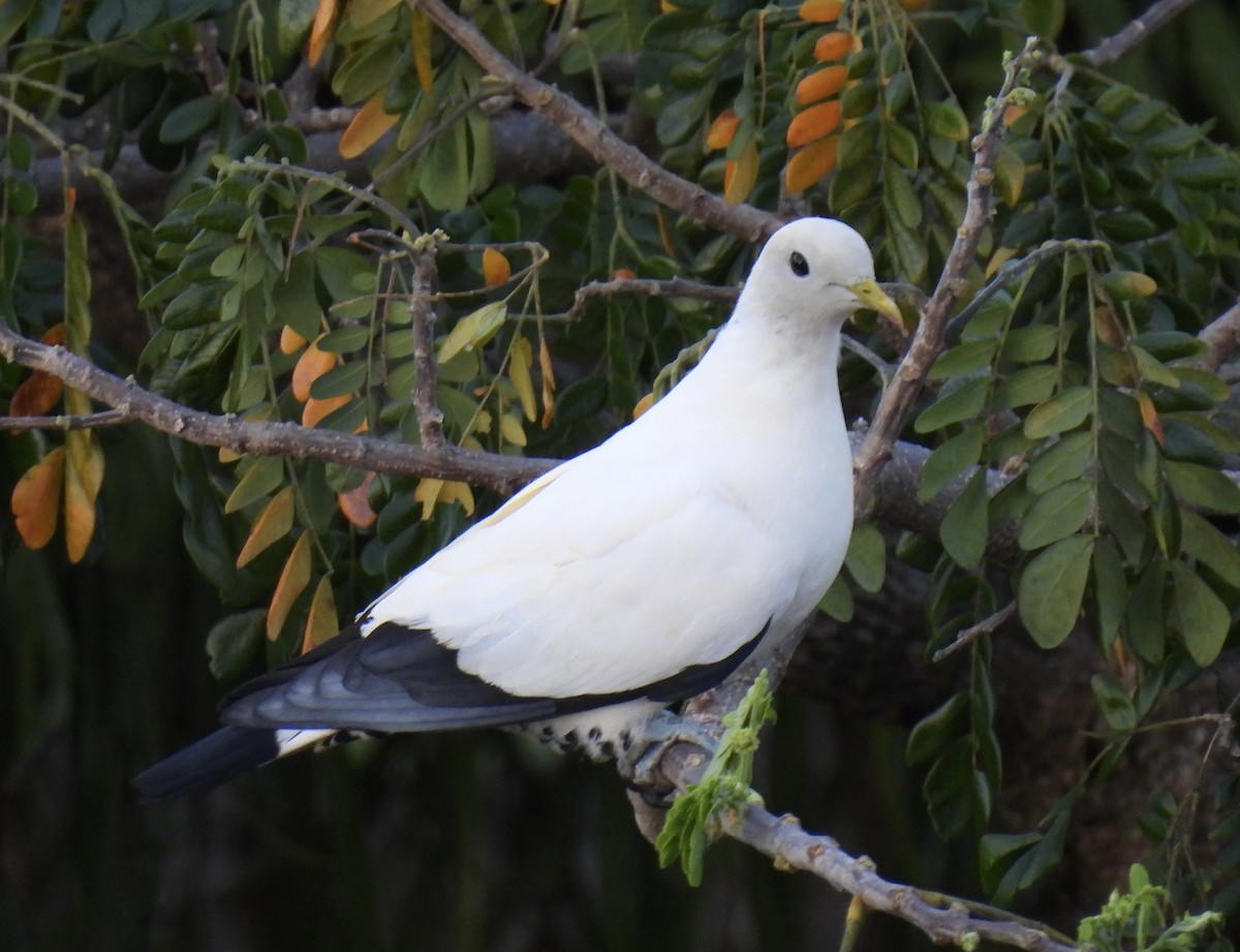 Torresian Imperial-Pigeon - ML644692605