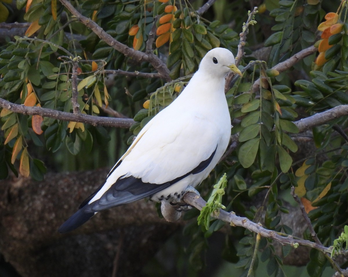 Torresian Imperial-Pigeon - ML644692606