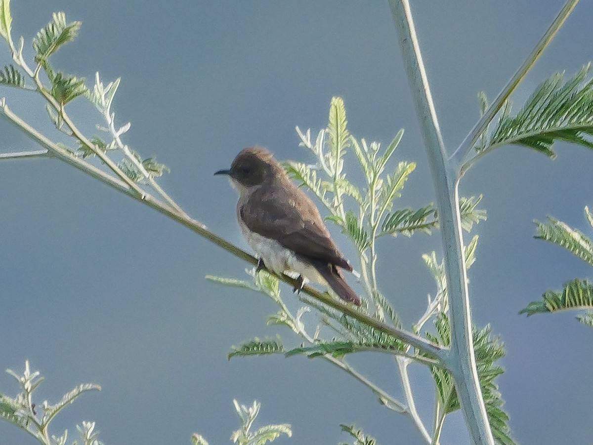 Brown-backed Honeybird - ML644692607