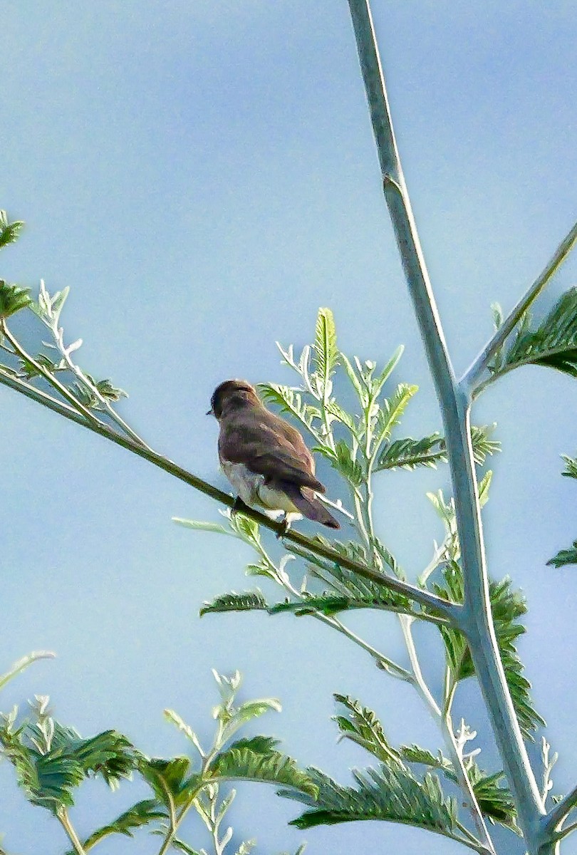 Brown-backed Honeybird - ML644692610