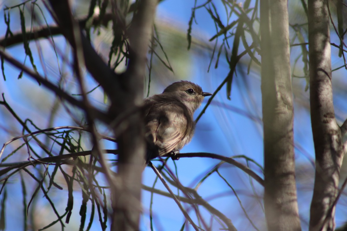 Horsfield's Bronze-Cuckoo - ML644692613