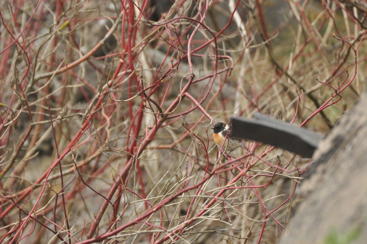 Tarabilla Europea - ML644692615