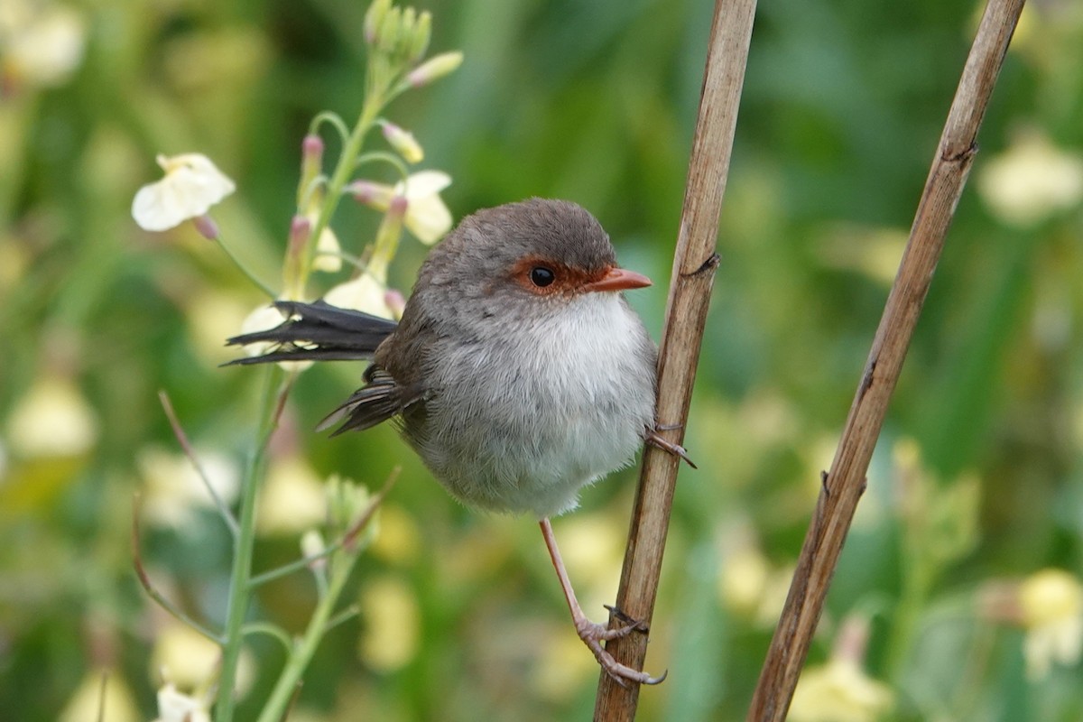 Superb Fairywren - ML644692619