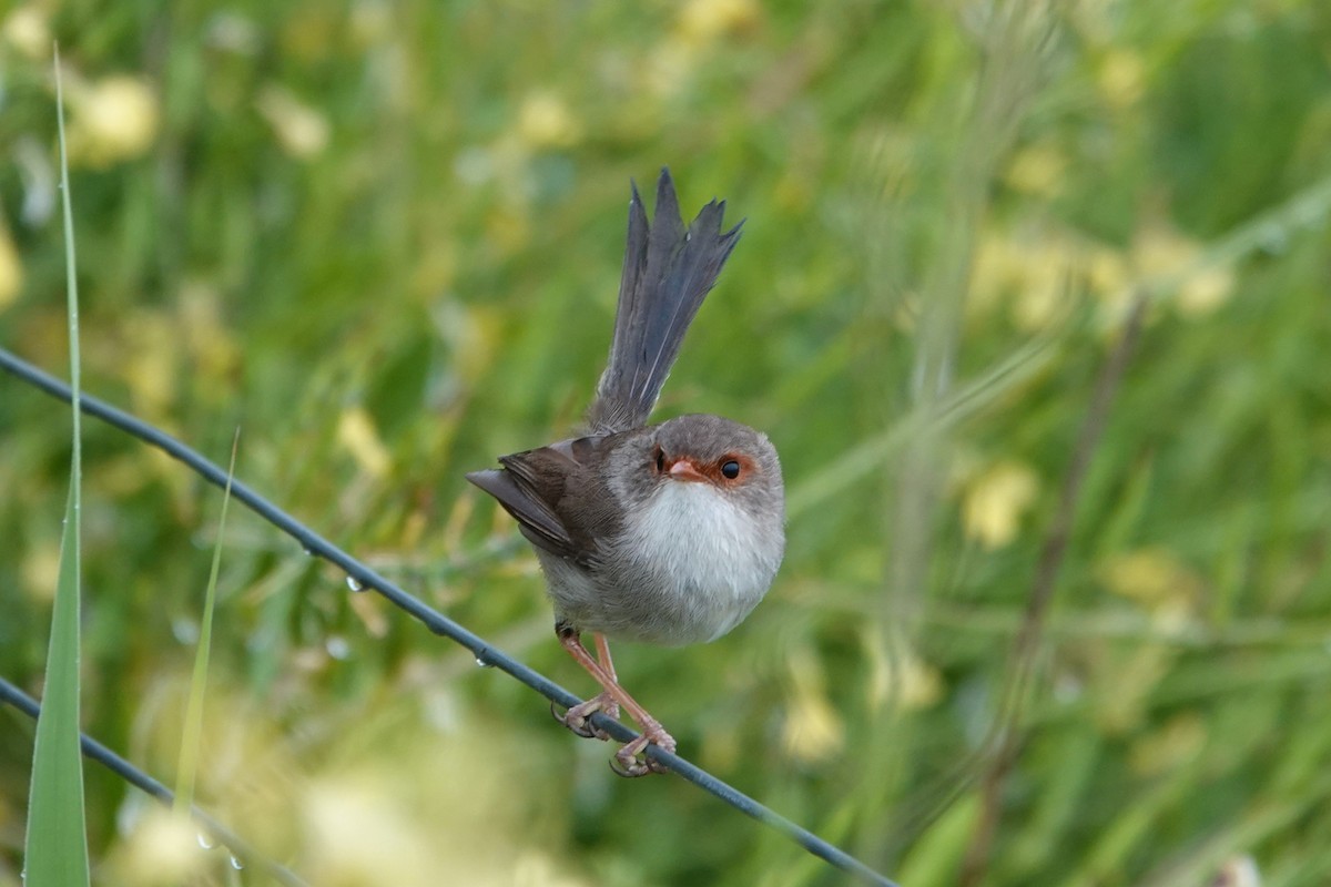 Superb Fairywren - ML644692620