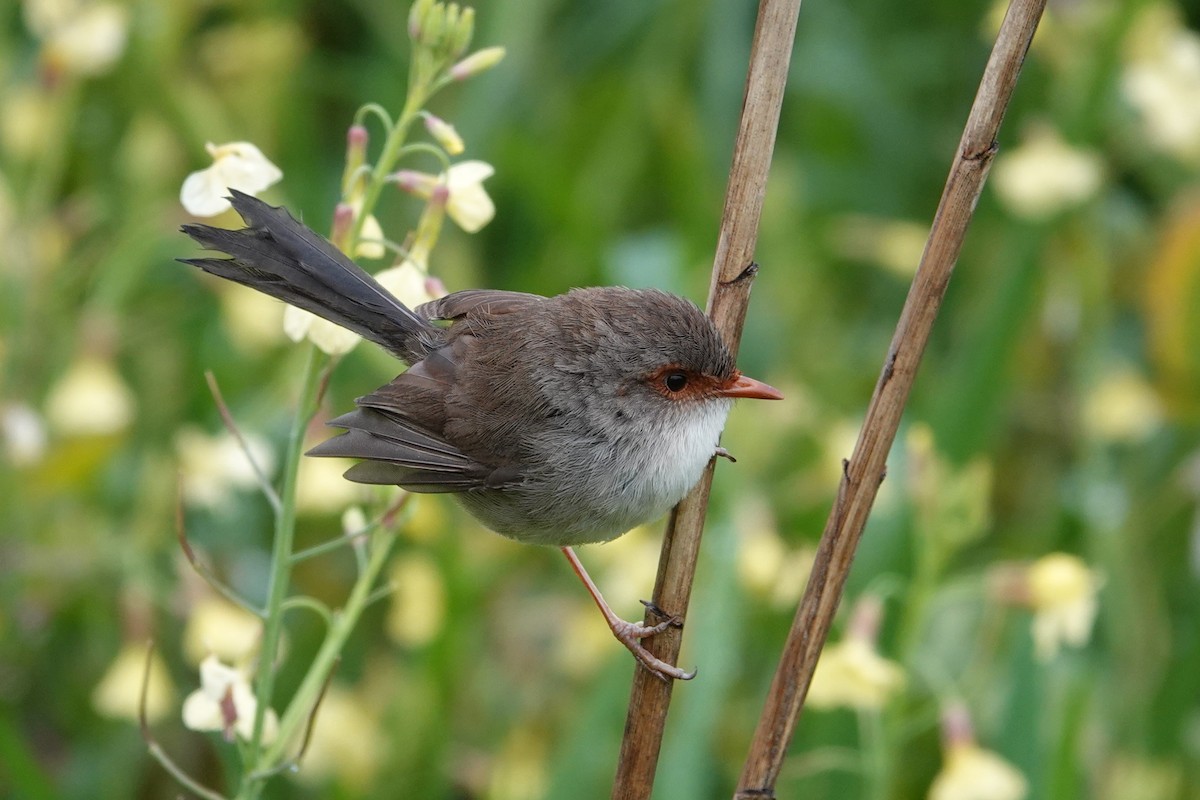 Superb Fairywren - ML644692621