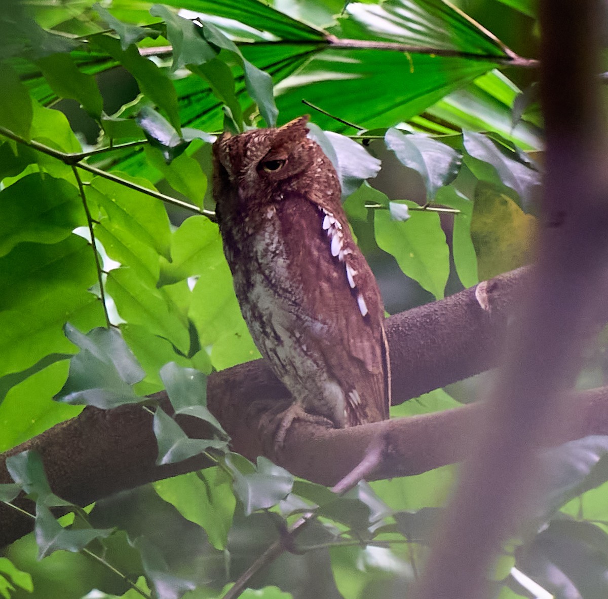 Oriental Scops-Owl - ML644692622