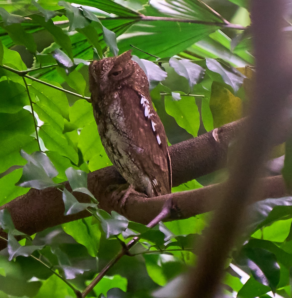 Oriental Scops-Owl - ML644692623