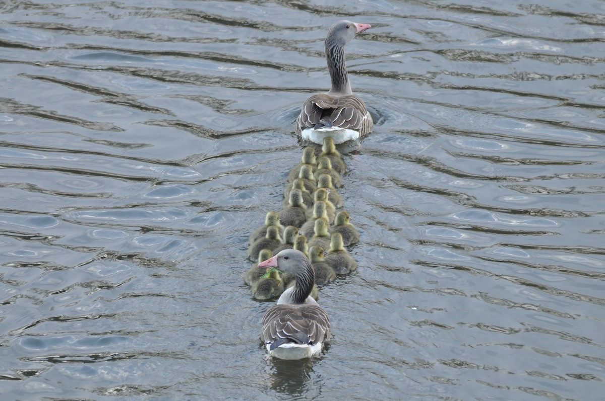 Ánsar Común - ML644692626