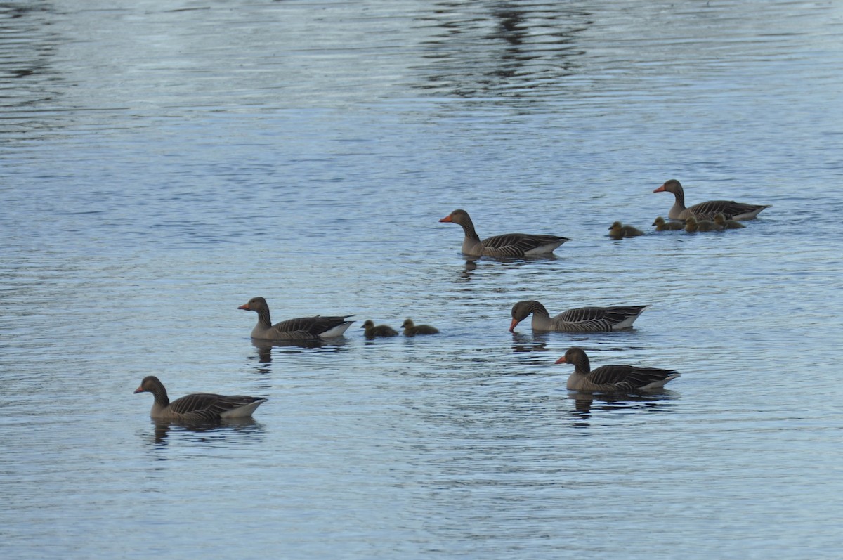 Ánsar Común - ML644692627