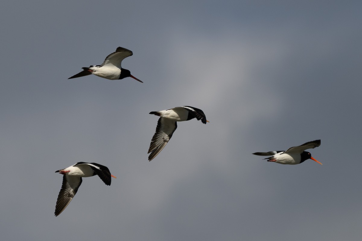 South Island Oystercatcher - ML644692633