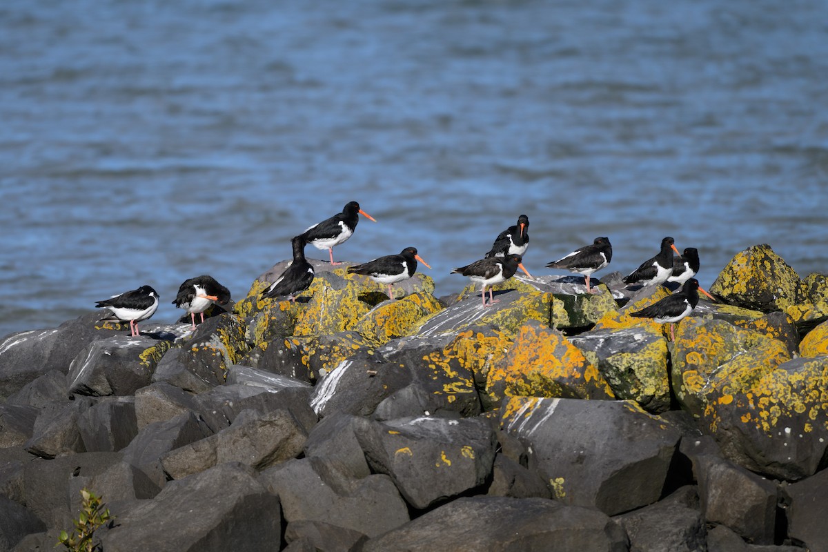 South Island Oystercatcher - ML644692634