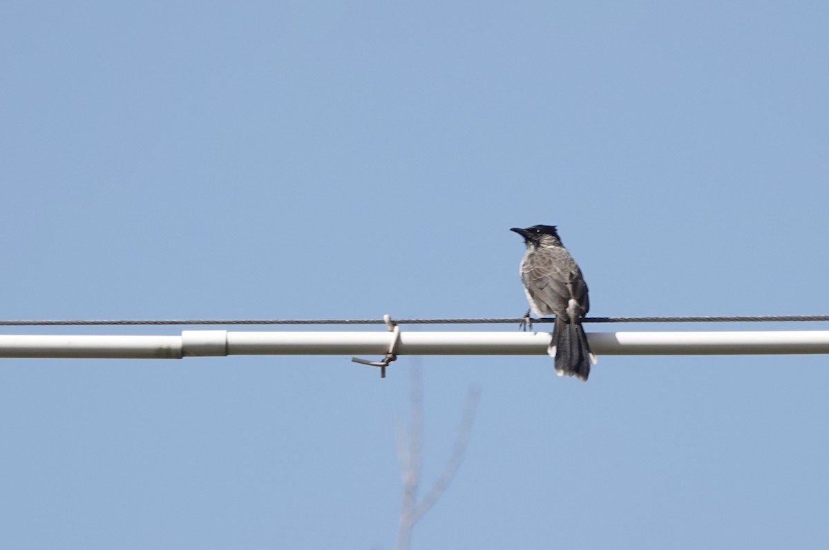 Bulbul Ventridorado - ML644692635