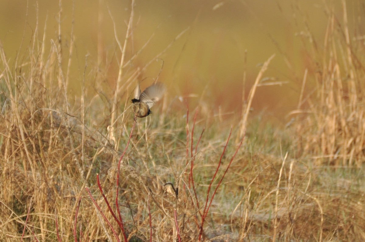 Tarabilla Europea - ML644692637