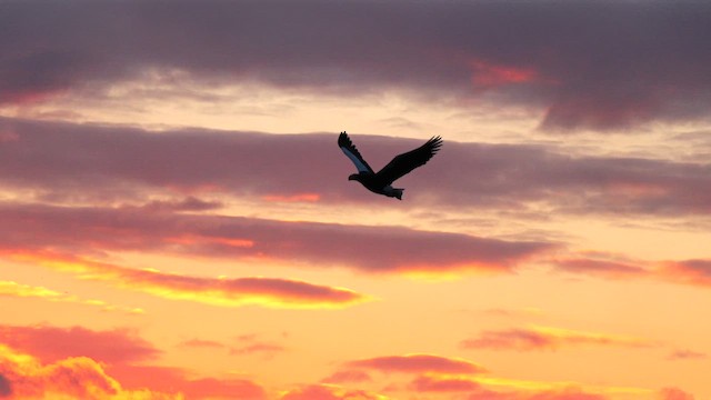 Steller's Sea-Eagle - ML644692638