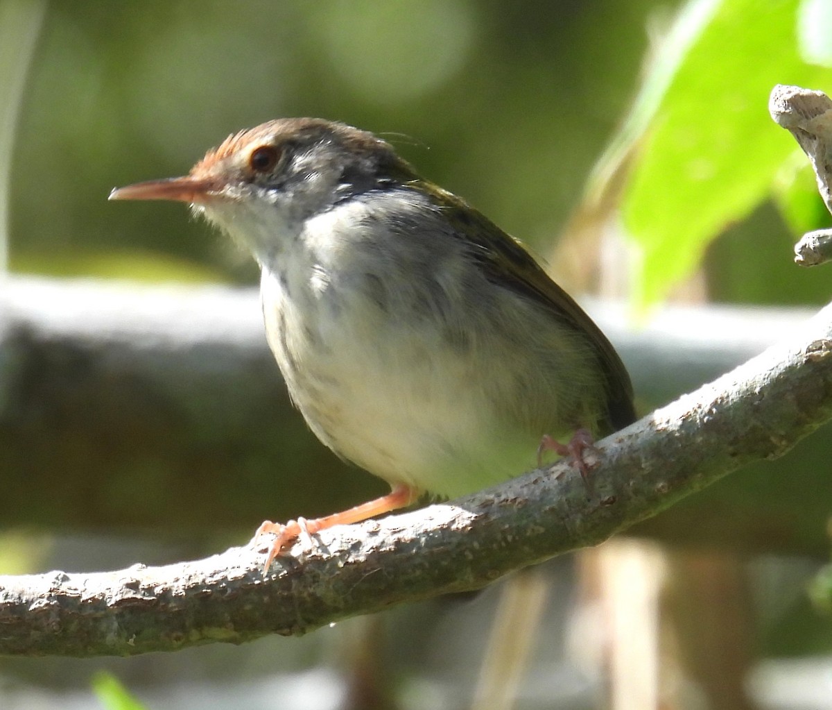 Terzikuşu - ML644692647