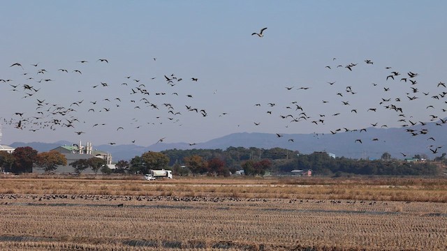 Tundra Bean-Goose - ML644692648