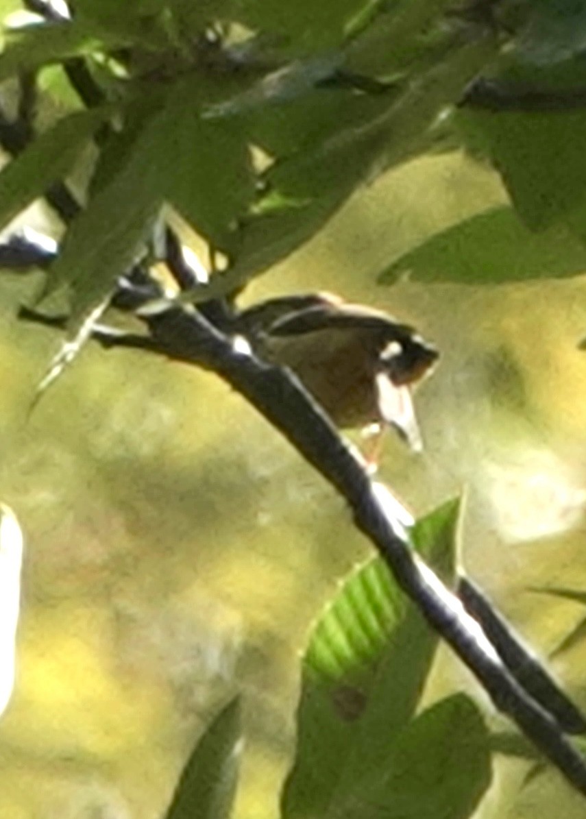 メボソムシクイ属 - ML644692651