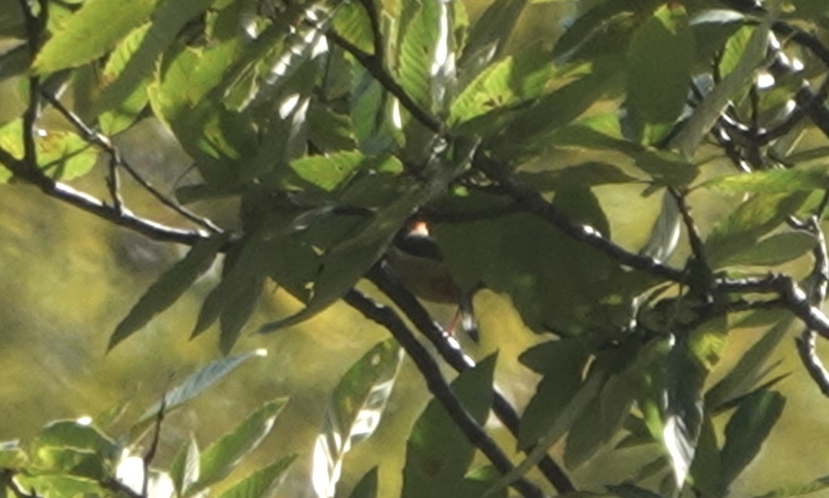 メボソムシクイ属 - ML644692652